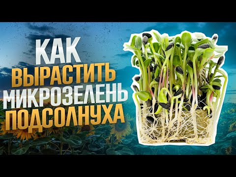Видео: Как вырастить микрозелень подсолнуха?! Подсолнух без плесени! Бизнес на микрозелени! Технология!