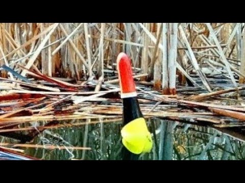 Видео: КИНУЛ В ЛУЖУ ПОПЛАВОК,ГДЕ РЫБА КИШИТ!карась,щуки,красноперка! Рыбалка на поплавок.