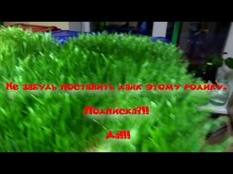 Видео: LEXEN GP-62 - шнековая соковыжималка в магазине. Ремонт и модернизация у заказчика.