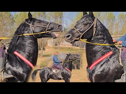 Видео: Тайфун Мошный Ат экен Араванда🔥