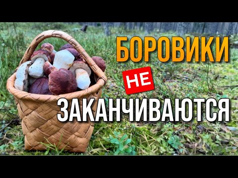 Видео: 💥БОРОВИКИ НЕ ЗАКАНЧИВАЮТСЯ! ГРИБНОЙ СЕЗОН ПРОДОЛЖАЕТСЯ! Грибы 2025