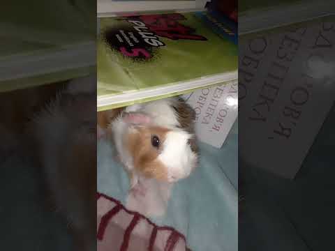 Видео: 2 листопада 2025 р.