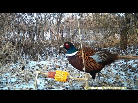 Видео: Как поймать фазана. Живоловка.