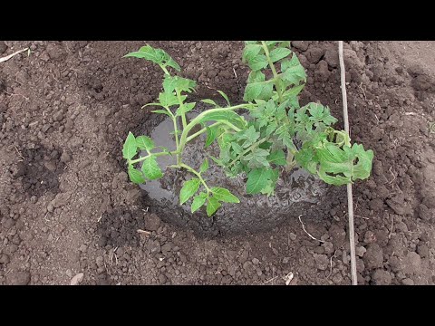 Видео: РАННЯЯ ВЫСАДКА ТОМАТОВ В ГРУНТ. ПОДРОБНО. Ольга Чернова.