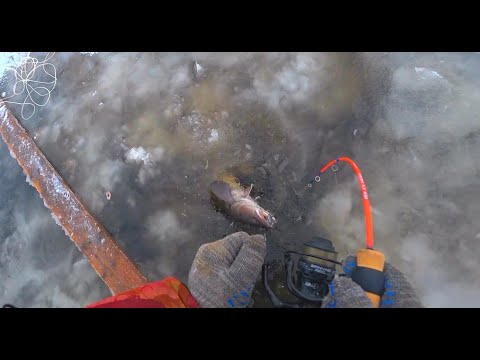 Видео: НАЛИМЫ НА УДОЧКУ ЭТО СУПЕР АДРЕНАЛИН!!! ПЕРВЫЙ ЛЕД 2021