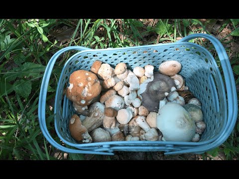 Видео: Новый лес и БЕЛЫЕ грибы! Грибной шашлычок.