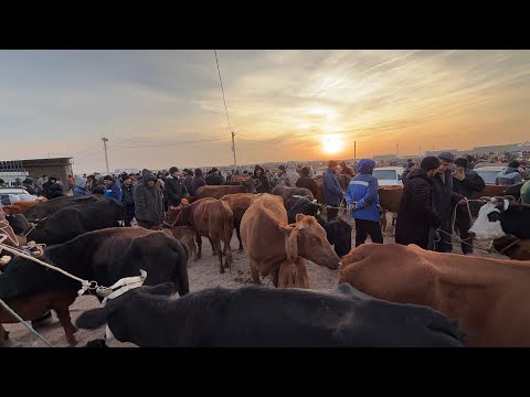 Видео: ЭЛЛИККАЛА БУСТОН МОЛ БОЗОРИ 13 ноября 2025 г.