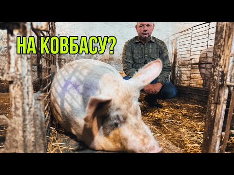 Видео: На Ковбасу чи ще один Шанс?❌🥩