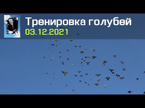Видео: Тренировка голубей 03.12.2021