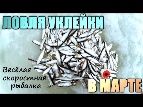 Видео: Скоростная ловля уклейки в первые дни весны! Ловля уклейки на мормышку!