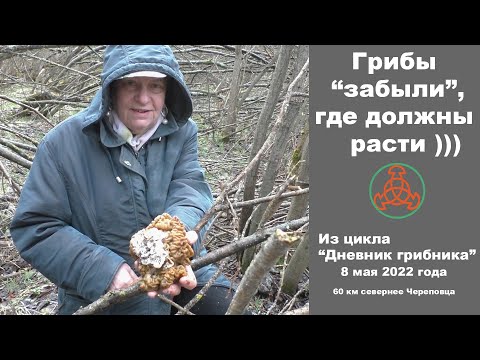 Видео: Грибы "забыли", где надо расти!))) "Дневник грибника" 8 мая 2022 года.