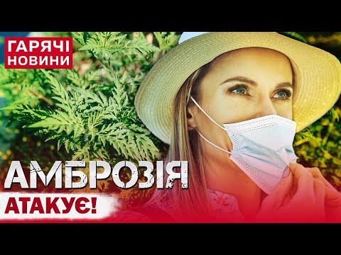 Видео: ОБЕРЕЖНО! АМБРОЗІЯ! ЩО ЦЕ ЗА РОСЛИНА, ЯКА ВИКЛИКАЄ СКАЖЕНУ АЛЕРГІЮ?!