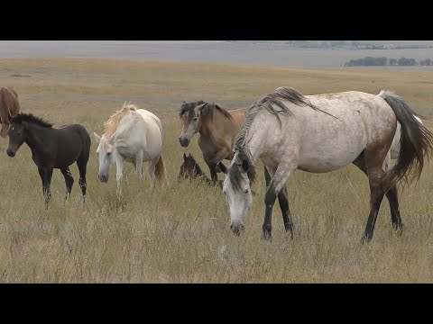 Видео: Степь. Лошади. Август.