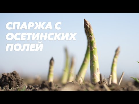 Видео: Спаржа с осетинских полей