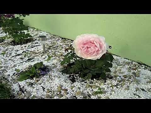 Видео: Жечка Сланинкова  касета 2