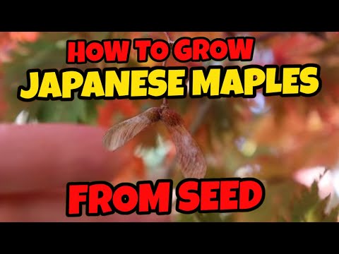 Видео: Как вырастить японские клёны из семян | Садоводство 101