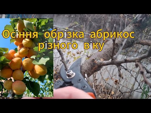 Видео: Обрізаю абрикоси яким 1, 3 та 5 років