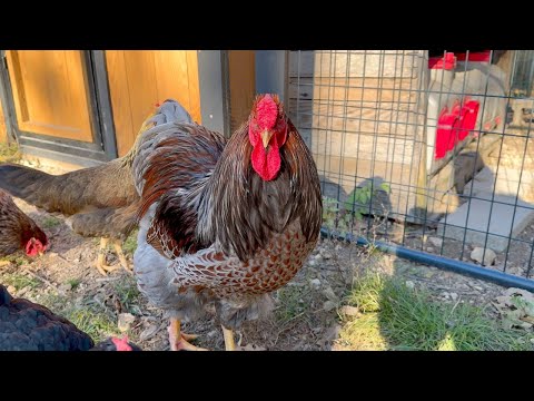 Видео: Я НИКОГДА не думал, что этот день наступит!