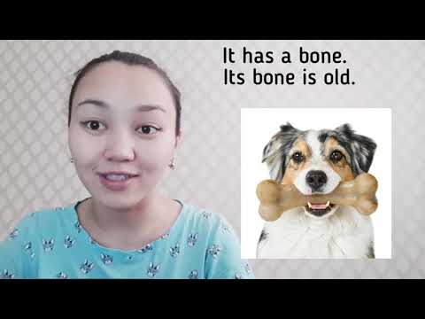 Видео: Тәуелдеу сын есімдері мен тәуелдеу есімдіктері. Possessive adjectives & possessive pronouns