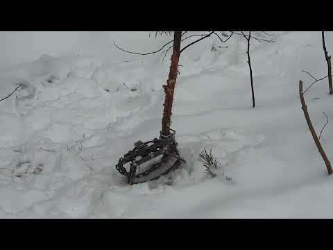 Видео: Волк вырвал лапу из Бриджера. Первый пролов в жизни.