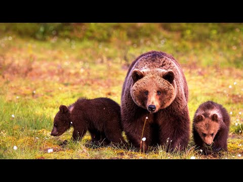 Видео: 🌲🐻НАПАДЕНИЕ МЕДВЕДИЦЫ! Просто ужас во плоти!