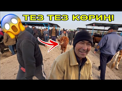Видео: ОТКРЫТО ПО ТЕЛЕФОНУ! 2 НОЯБРЯ ОЦЕНКА РЫНКА СКОТА ШИМБАЯ ОСГЕРДИ!