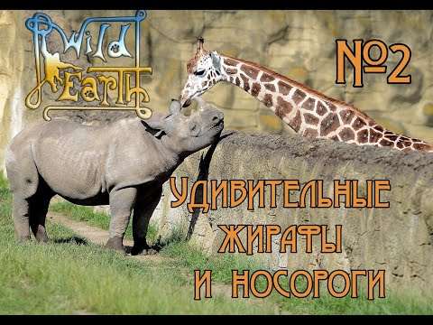 Видео: Wild Earth - Фото-сафари - Удивительные  жирафы  и носороги#2🐒