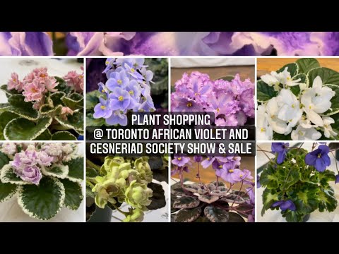 Видео: Весенняя выставка-продажа африканских фиалок и геснериевых в Торонто (покупка и транспортировка р...