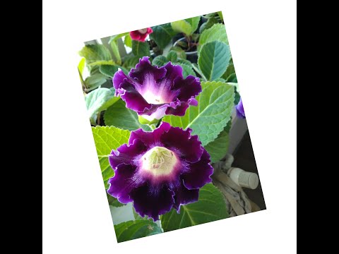 Видео: # 012 Глоксиния, размножение фрагментом листа