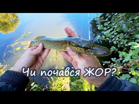 Видео: ЖОР ЩУКИ у вересні – почався чи ні? Рибалка на спінінг 2025