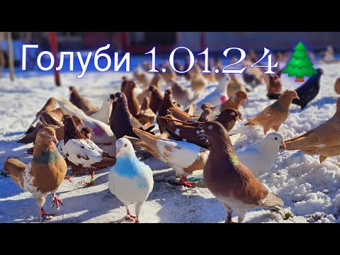 Видео: Голуби в новом 2024 году