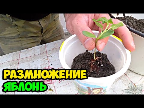 Видео: Сюжет из жизни в деревне о том, как я посеял семечки яблока Голден Делишес и что из этого получилось