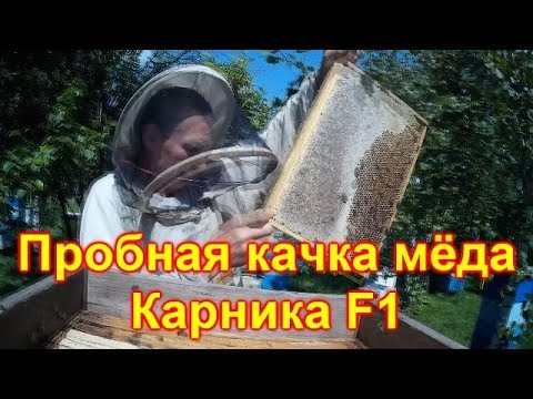 Видео: Карника F1, пробная качка мёда
