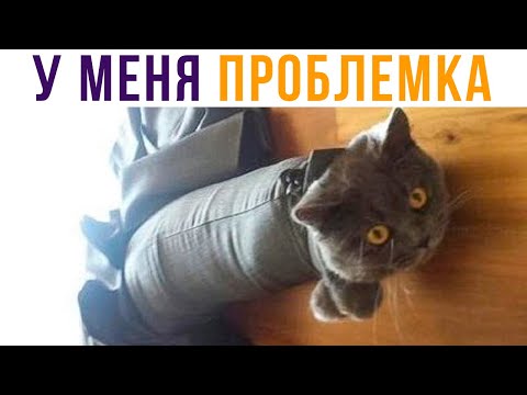 Видео: ЛЮБОЙ КОТ 24/7))) Приколы | Мемозг #572