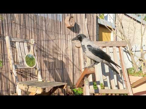 Видео: Зеркальный челлендж и абсолютное первенство!