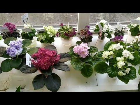 Видео: г  Ростов на Дону, обзор магазина Агроном по ул. Тургеневской,40--Ц.р.