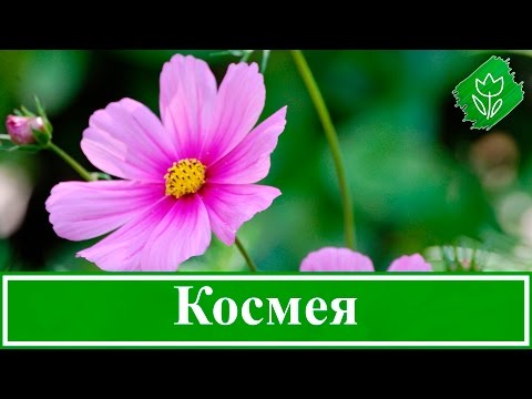 Видео: Цветы космея – выращивание из семян, посадка и уход за космеей; когда сажать семена космеи