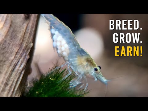 Видео: Руководство по разведению креветок Neocaridina: для развлечения или прибыли! (креветка-снежок)