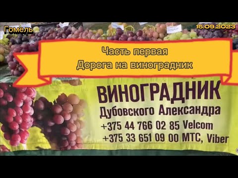 Видео: #10 15.09.2023 в гостях на винограднике Александра Дубовского. Часть 1/2
