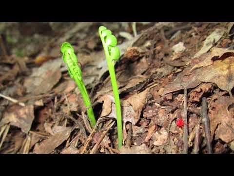 Видео: Цвіт папороті: чи існує?_Ранок наканалі UA: Житомир 06.07.18