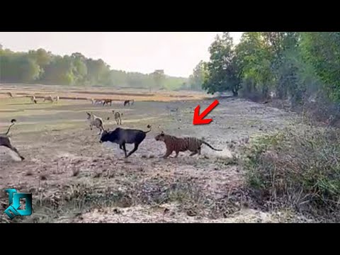 Видео: Корова Такого не Ожидала / Случаи с Животными Снятые На Камеру