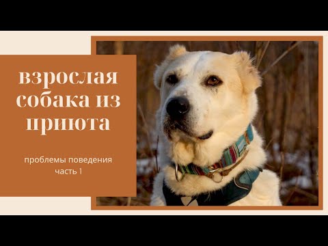Видео: Взрослая собака из приюта | Часть 1 – Проблемы