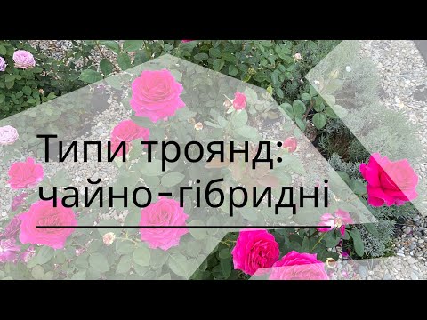 Видео: Типи троянд: чайно-гібридні. Як з'явились та основні характеристики і догляд