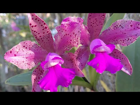 Видео: Урожай с фестиваля орхидей Krull-Smit, новые орхидеи цветут в моем саду орхидей www.justonemoreor...