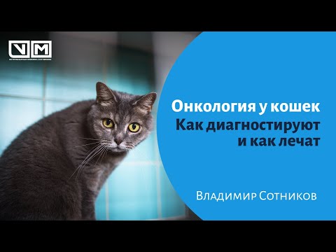 Видео: Онкология у кошек. Как диагностируют и как лечат.