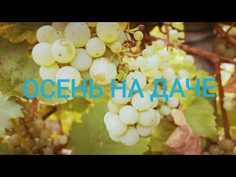 Видео: ВОСКРЕСНЫЙ СОЛНЕЧНЫЙ  ДЕНЬ НА ОГОРОДЕ