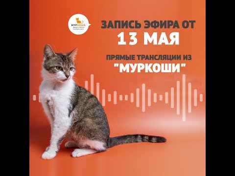 Видео: В гостях у приюта "Муркоша" 13.05.2019