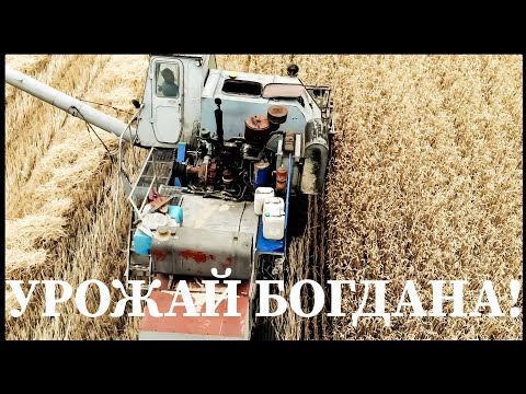 Видео: Уборка высоко-потенциально урожайной пшеницы Богдана! Нива СК-5  - бочка металлолома!