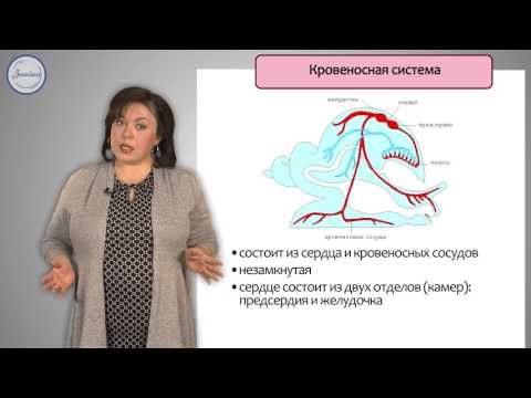 Видео: Биология 7 класс. Брюхоногие моллюски