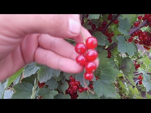 Видео: ХОЧЕШЬ БЫТЬ СО СМОРОДИНОЙ ДЕЛАЙ ТАК! / ПРАВИЛЬНАЯ ОБРЕЗКА ФОРМИРОВКА КУСТА СМОРОДИНЫ